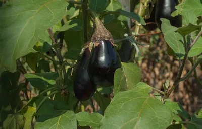 Выращивание рассады баклажанов в открытом грунте - Fazenda