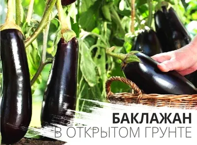 Самые лучшие сорта белых баклажанов - Agro-Market24