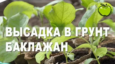 В теплице, на грядке, в мешках. Выращиваем мощные и красивые баклажаны с  вкусными плодами | Дачные истории | Дзен