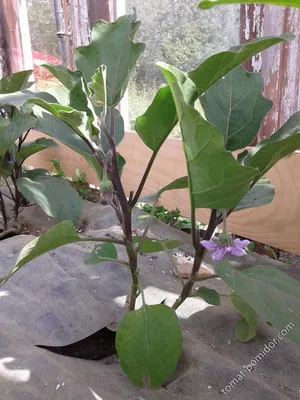 Баклажан с грядки