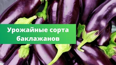 Диетолог вырастила в своем огороде гигантский баклажан - Delfi RU