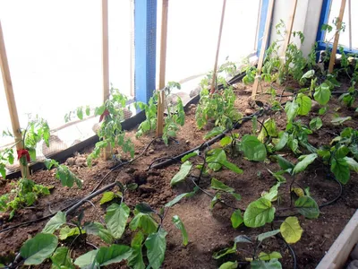 Как выращивать баклажаны в теплице – особенности ухода - Разное