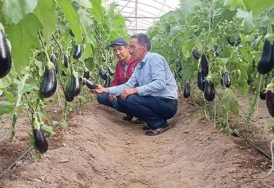 Баклажаны Круглой Формы Фиолетового Цвета Растущие В Теплице — стоковые  фотографии и другие картинки Баклажан - iStock