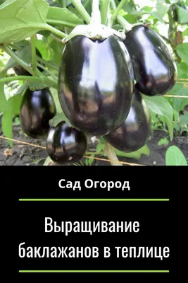 Наиболее распространенные болезни и вредители баклажана в защищенном  грунте. | Агрофирма Аэлита | Дзен