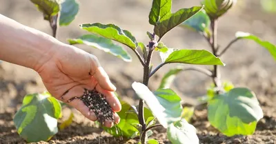 Несколько советов как вырастить хороший урожай баклажанов