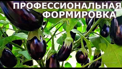 4 подкормки баклажанов, которые нельзя пропускать | На грядке (Огород.ru)