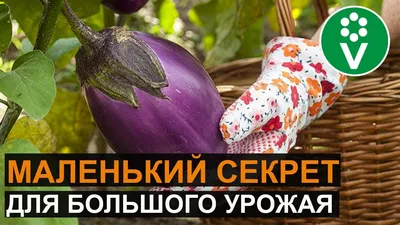 Выращивание и полив баклажанов в теплице: чем подкормить баклажаны в теплице,  как правильно формировать и прищипывать перец - 9 июля 2023 - НГС