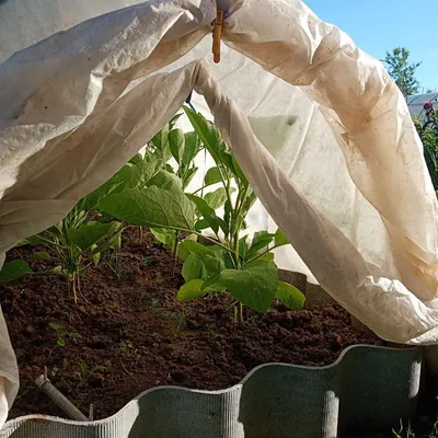 Выращиваем баклажаны: 5 лучших сортов для вашей теплицы - Форум Все сорта