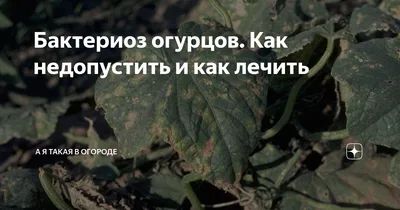 Болезни и вредители огурцов: описание, фото листьев, лечение, способы борьбы