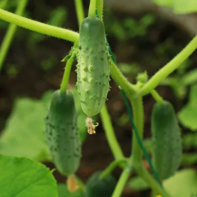 Syngenta - Семена овощных культур - Болезни огурцов закрытого грунта  Условия выращивания огурцов в закрытом грунте близки к оптимальным, поэтому  потенциал урожайности и его качество намного выше, чем при выращивании без  укрытий.