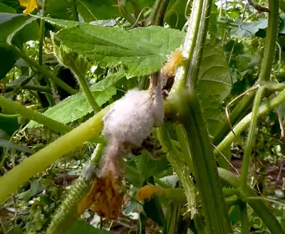 🍅Желтеют листья огурцов в теплице? Просто огурцам холодно. Почему у  тепличных огурцов желтеют листья?