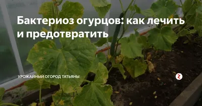 Болезни огурцов в теплице и в открытом грунте