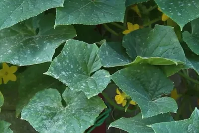 🐛🍅Чем болеют огурцы в теплице – и чем их опрыскать. Чем опрыскать огурцы