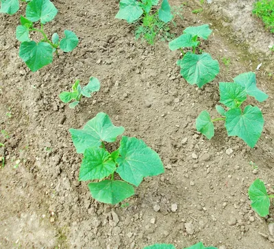 Основные болезни огурцов: фото, описания, способы лечения — Fertilizer Daily