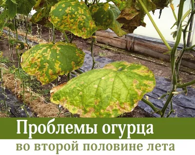 Болезни огурцов - фото, описание и способы их лечения | Агро Сіті