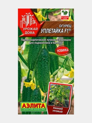 Огурцы на балконе: от посева до сбора урожая