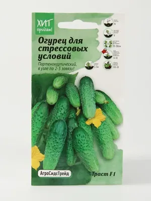 Огурцы на балконе — как добиться урожая? Выращивание, уход, сорта. Фото —  Ботаничка