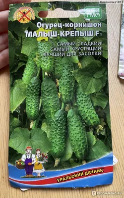 Пикабу - Балконные огурцы В этом году мою бабушка уже не... | Facebook