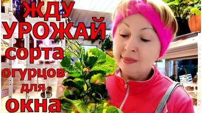 Семена огурец Окошко F1 самоопыляемые для подоконника и балкона раннеспелые  купить по цене 85 ₽ в интернет-магазине KazanExpress