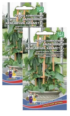 Рассада огурцов в стаканчиках на подоконнике на солнце. Избирательный  фокус. Рассада огурцов в горшочках у окна, зеленые листья крупным планом.  Выращивание продуктов питания в домашних условиях для здорового образа  жизни - Ozero -