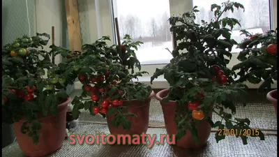 Длиннопост про семена балконных томатов. Давайте сажать вместе) | Пикабу