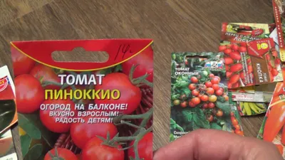 Помидоры в грунтовых контейнерах