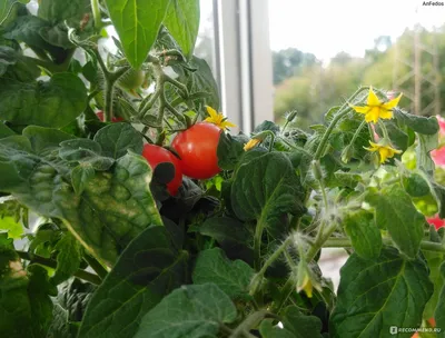 Помидоры \"Балконное чудо\". Мой плодовый дебют. | Ok Plants | Дзен