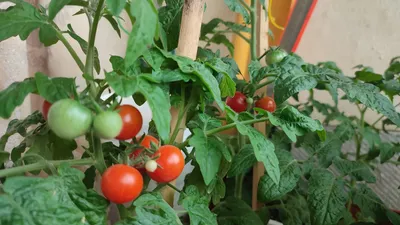 Выращивание помидор в пластиковых бутылках - Agro-Market