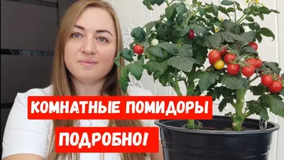 Самые урожайные томаты сезона 2020. | Огородник из Рязани | Яндекс Дзен |  Огородничество, Балконные растения, Садоводство