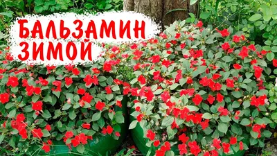 Бальзамин или просто огонек | Impatiens flowers, Flower garden, Shade garden