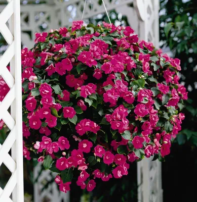 Бальзамин садовый или бальзаминовый (Impatiens balsamina)