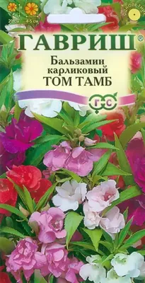 Бальзамин новогвинейский 15х35 см по цене 411 ₽/шт. купить в Саратове в  интернет-магазине Леруа Мерлен