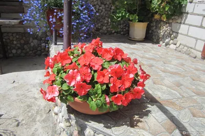 Бальзамин (Impatiens)