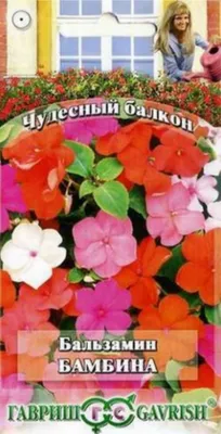 Бальзамин ново-гвинейский Дивайн Виолет - Питомник саженцев и сортовых  растений \"Мир растений\"