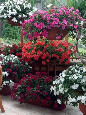 Бальзамин садовый или бальзаминовый (Impatiens balsamina)