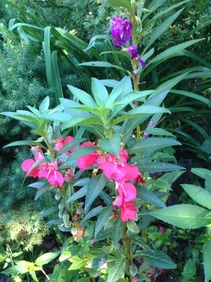 Бальзамин садовый или бальзаминовый (Impatiens balsamina)