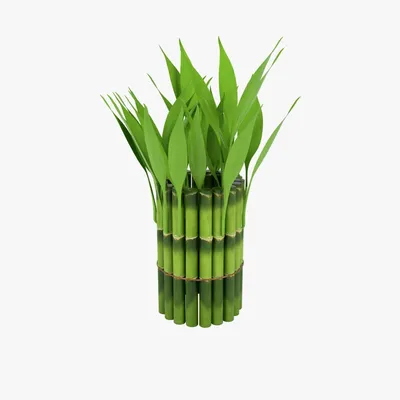 КУПИТЬ БАМБУК УДАЧИ В МОСКВЕ, DRACENA PYRAMIDE, BAMBOO LUCKY, КУПИТЬ БАМБУК  ЛАКИ, ДРАЦЕНА САНДЕРА КУПИТЬ В МОСКВЕ, КОМНАТНЫЙ БАМБУК В ГОРШОЧКЕ, БАМБУК  ЛАКИ КУПИТЬ В МОСКВЕ.