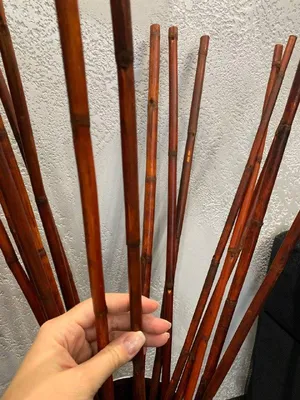 Бамбук счастья Lucky bamboo: №111377922 — комнатные растения в Алматы —  Kaspi Объявления