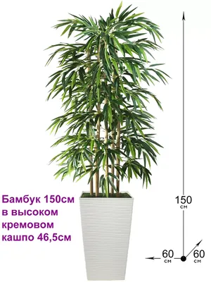 Купить Бамбук Филостахис в Сочи. Питомник растений