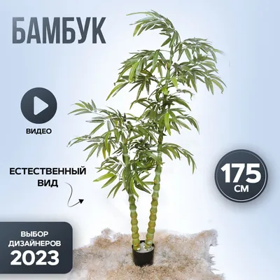 Выращиваем бамбук счастья (Драцена Сандера) - посадка и уход | Дача и Сад |  Дзен