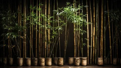 Это растение принесет в дом удачу и достаток. Давайте посадим бамбук  счастья | Дачный дневник пенсионерки | Дзен