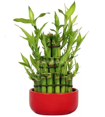 Отзыв о Бамбук комнатный | Lucky Bamboo