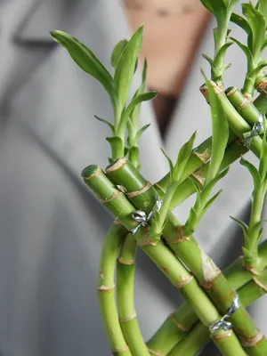 КУПИТЬ БАМБУК УДАЧИ В МОСКВЕ, DRACENA PYRAMIDE, BAMBOO LUCKY, КУПИТЬ БАМБУК  ЛАКИ, ДРАЦЕНА САНДЕРА КУПИТЬ В МОСКВЕ, КОМНАТНЫЙ БАМБУК В ГОРШОЧКЕ, БАМБУК  ЛАКИ КУПИТЬ В МОСКВЕ.