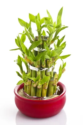 FEJKA ФЕЙКА Искусственное растение в горшке, бамбук для дома и улицы, 9 см  - купить из IKEA MISTERDOM
