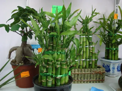 Что называют «бамбуком счастья» и как его вырастить дома? | Растения |  ШколаЖизни.ру
