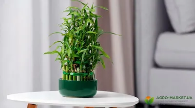 Как вырастить домашний бамбук, уход за растением в комнатных условиях