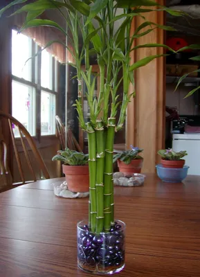 Купить Декоративная зелень для дома, ветка БАМБУК 38 см, искусственное  растение для декора интерьера / 1 куст по выгодной цене в интернет-магазине  OZON.ru (511307950)
