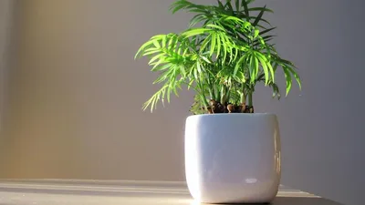 Искусственное растение Бамбук светло-зеленый 90см в кашпо  ФитоПарк,искусственное дерево в горшке,кашпо,декор интерьера дома |  AliExpress
