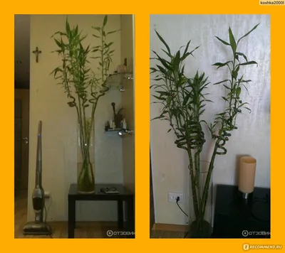 Бамбук. Уход, выращивание, размножение. Декоративно-лиственные. Комнатные  растения. Фото. — Ботаничка