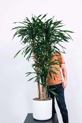 Драцена Сандера или комнатный бамбук счастья / Dracaena braunii room or  bamboo happiness - YouTube